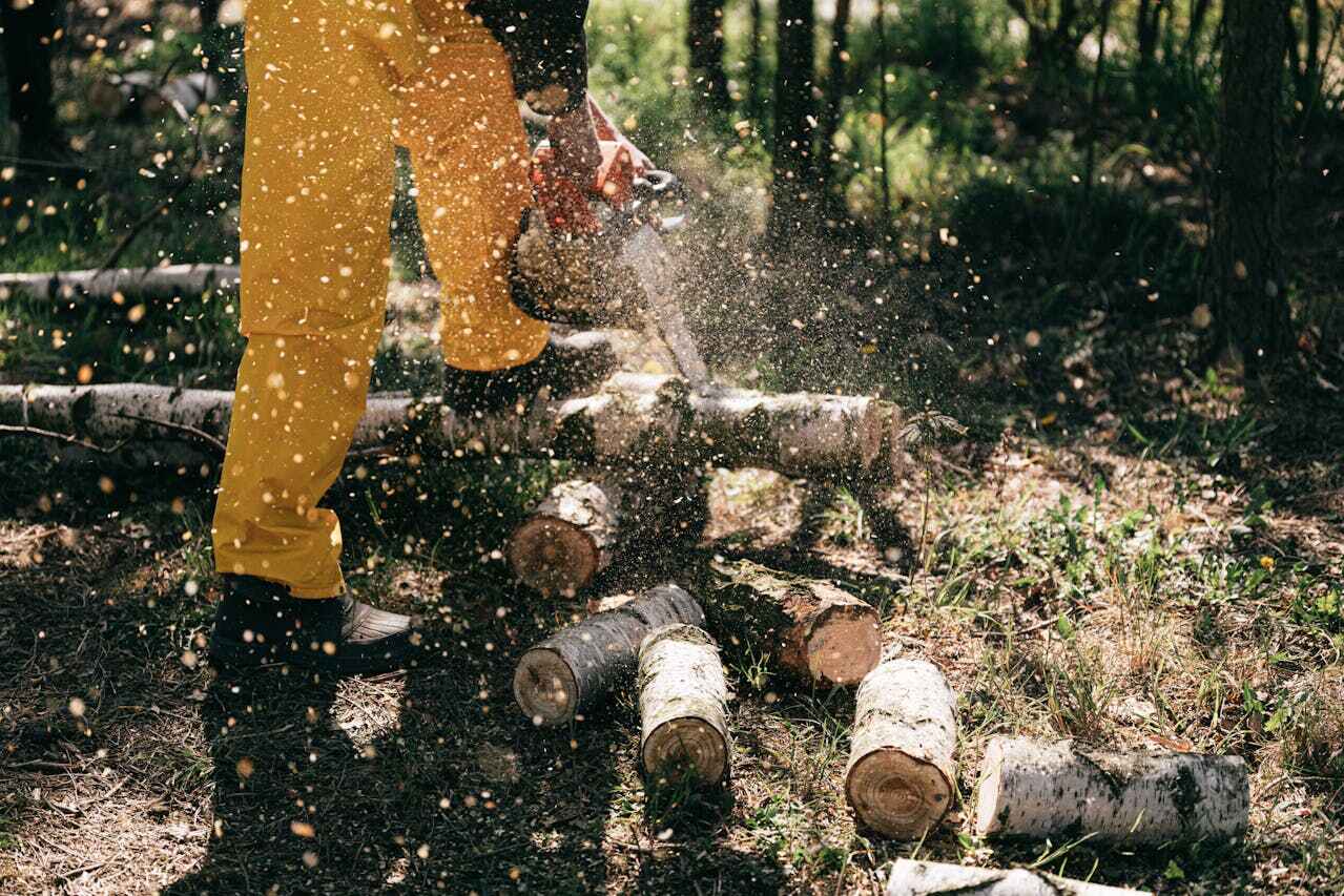 The Steps Involved in Our Tree Care Process in Crystal River, FL